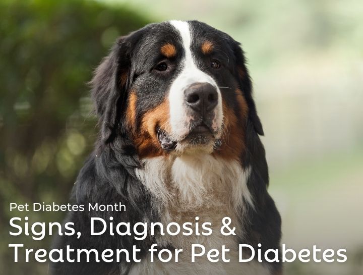 National Pet Diabetes Month: Raising Awareness for Healthy Pets