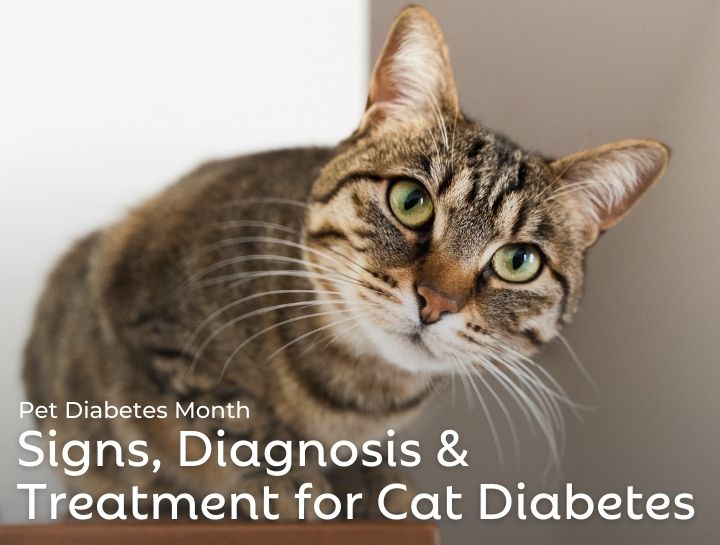 National Pet Diabetes Month: Raising Awareness for Healthy Cats